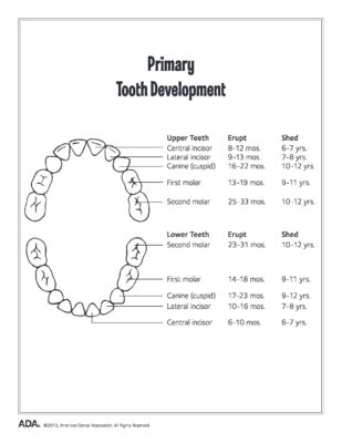 About Teeth - Katahdin Pediatric Dentistry